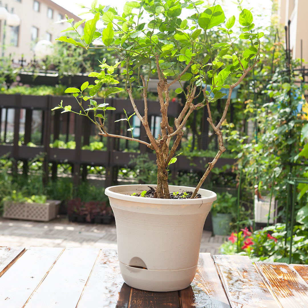 SOGA 19.5cm White Plastic Plant Pot Self Watering Planter Flower Bonsai Indoor Outdoor Garden Decor Set of 3