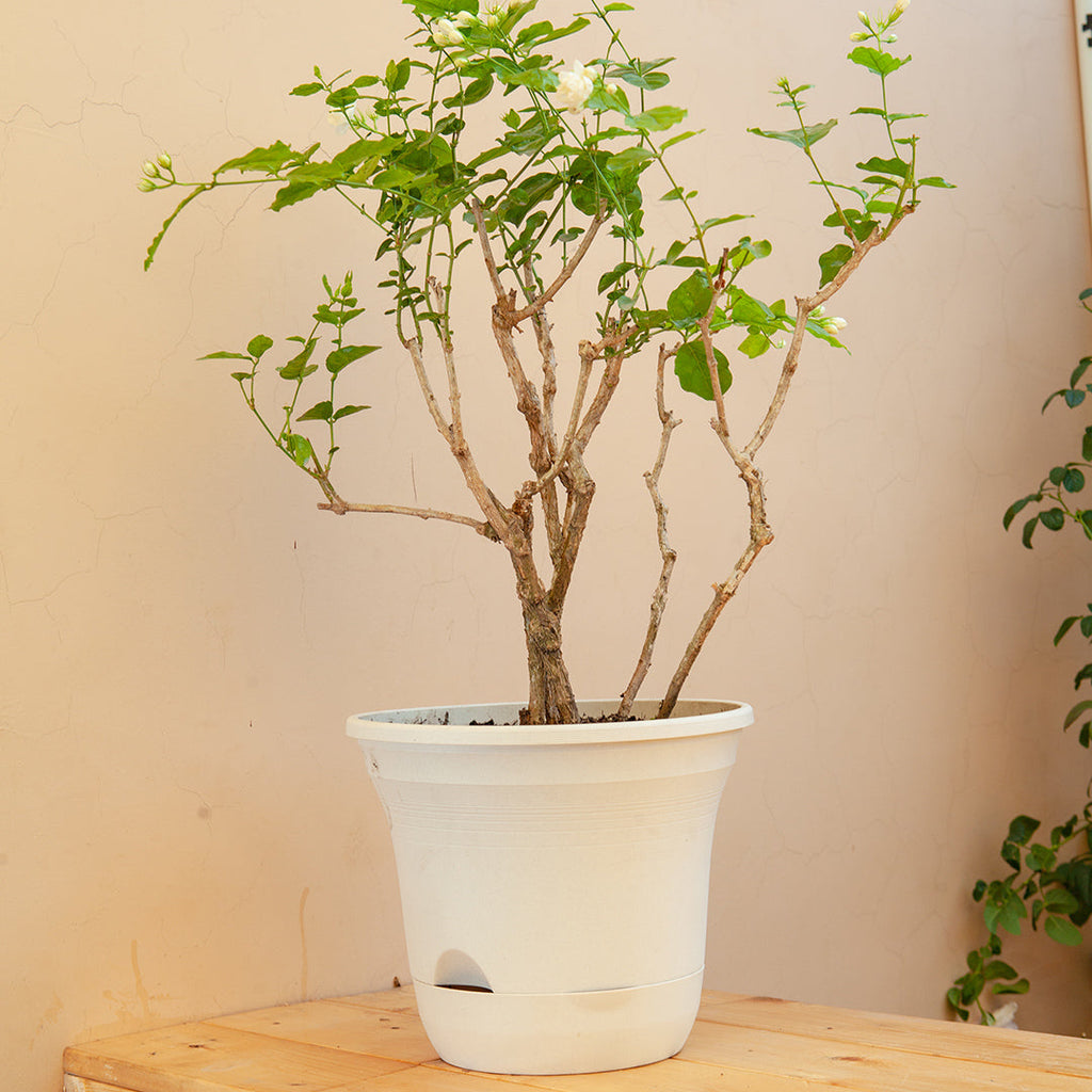 Plastic Plant Pot