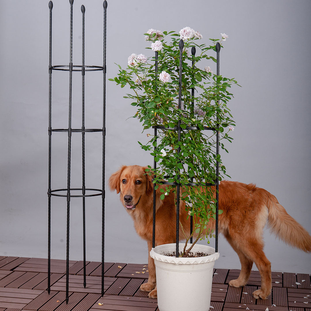 Plant Frame Trellis