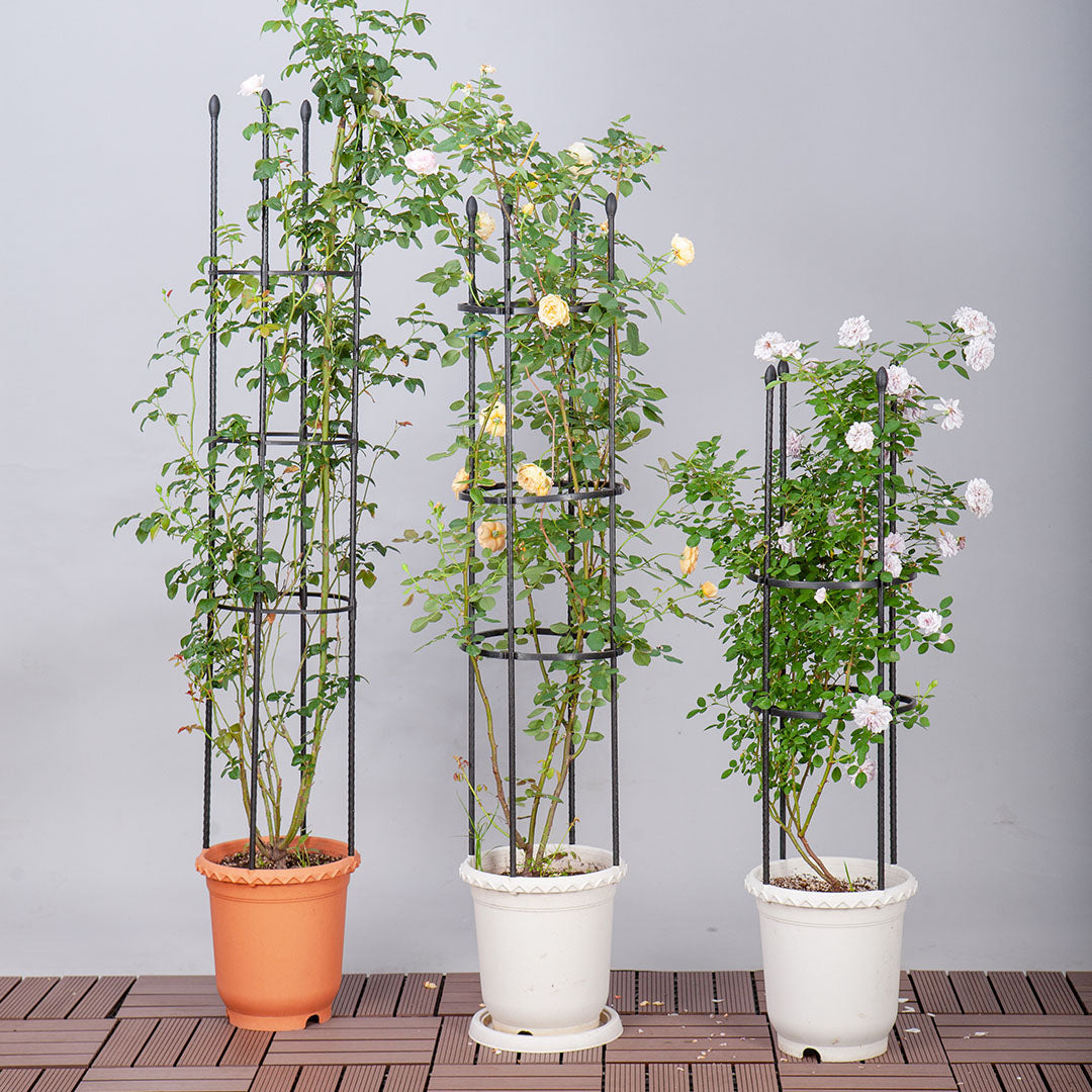 Plant Frame Trellis