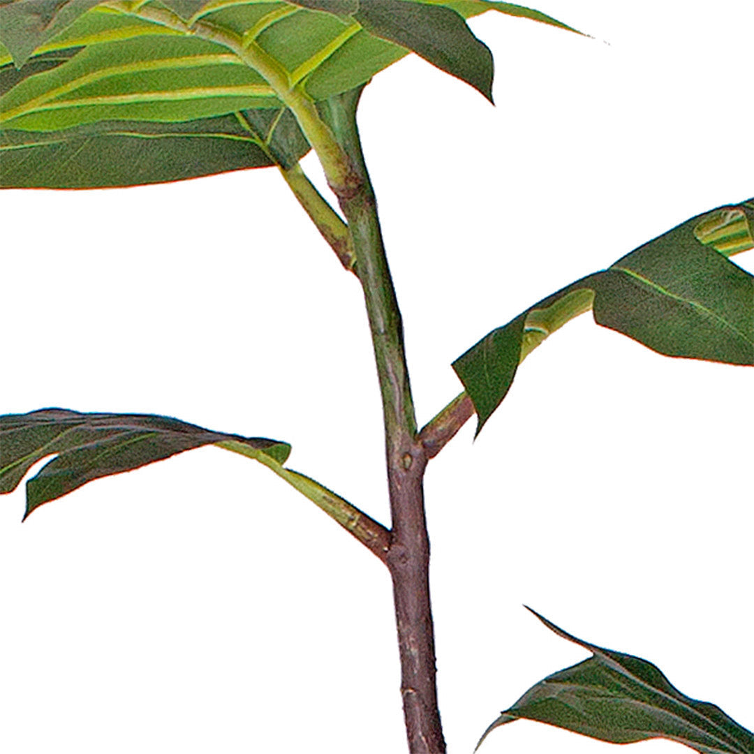 Artificial Natural Green Split-Leaf