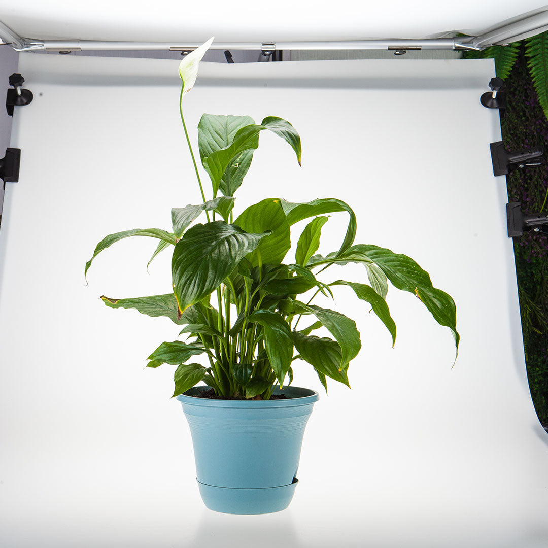 Plastic Plant Pot