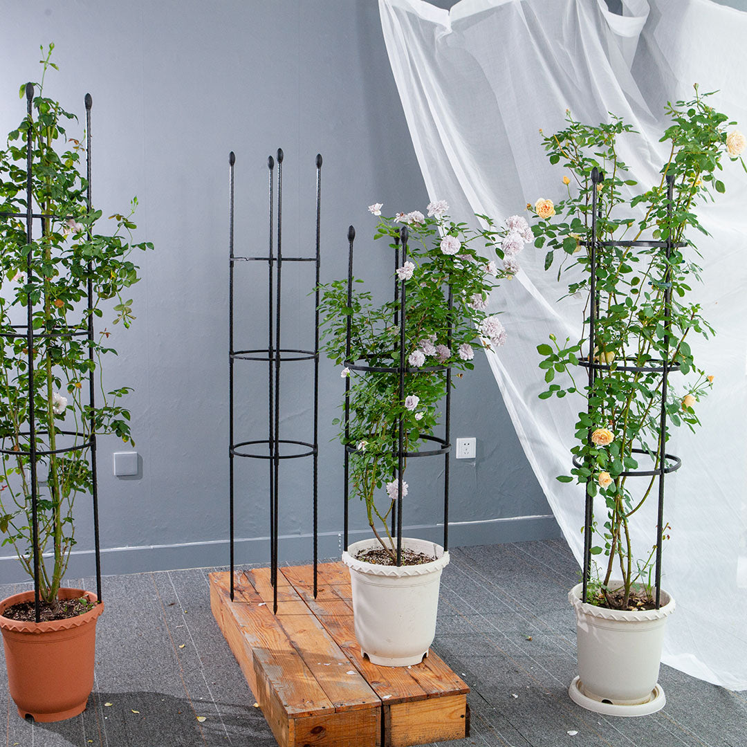 Plant Frame Trellis