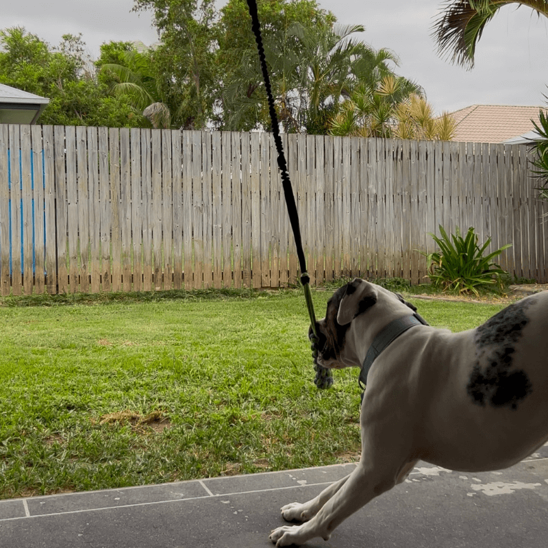 Bungee Tug Toy