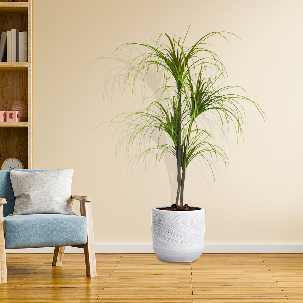 Artificial Dracaena Plant