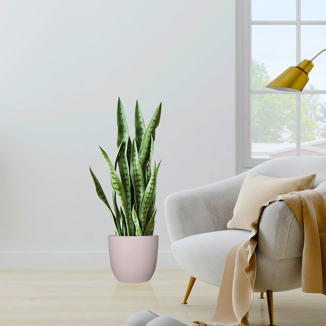 Artificial Sansevieria Snake Plant